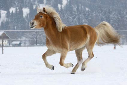 Haflinger